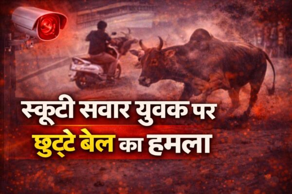 Rajkot Bull Attack News: स्कूटी सवार युवक पर छुट्टे बेल का हमला, CCTV में कैद हुई खौफनाक घटना